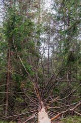 étang de la gruère, la gruère, See, Moorsee, Moor, Weiher, Hochmoor, Wanderweg, Spazierweg, Wald, Waldweg, Torfmoos, Jura, Naturschutz, Sommer, Herbst, Herbstfarben, Schweiz