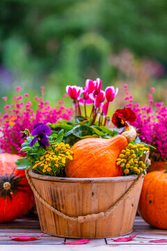 Pumpkins and heathers on a wooden table in the garden. Space for text.