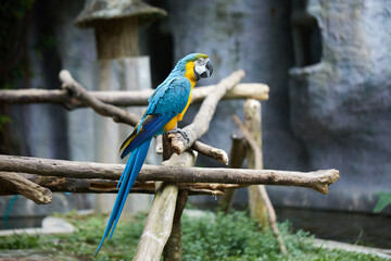 Parrot on the tree in the zoo