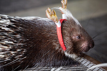 Closeup of hedgehog in the zoo