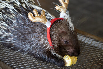 Closeup of hedgehog in the zoo