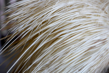 Closeup of hedgehog in the zoo