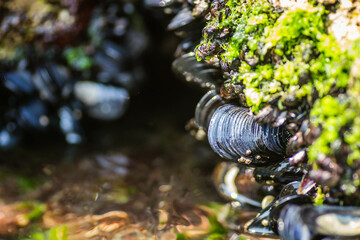 Glued sea shells on the rocks