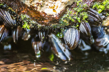 Glued sea shells on the rocks
