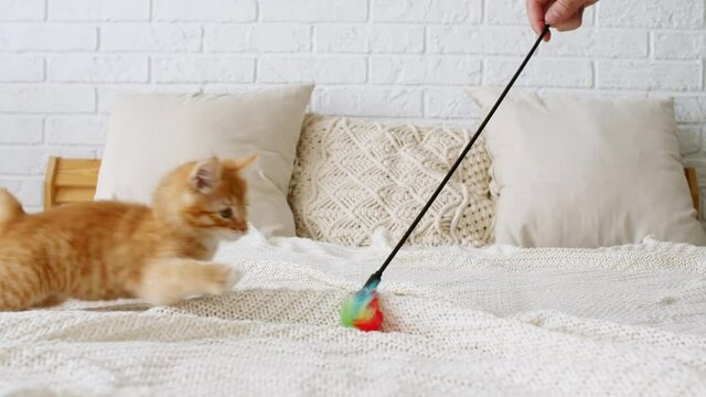 4k Ginger Cat hunting for a mouse on a white bed. Funny red Kitten trying to catch the toy slow motion. High quality 4k footage