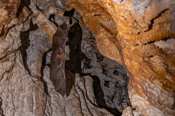 Fledermäuse in der Xagioti Höhle auf Zakynthos
