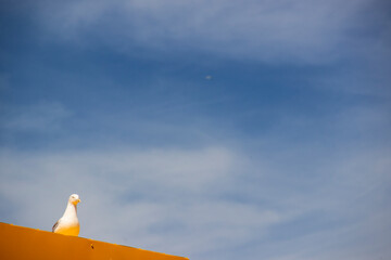 Seagull on orange wall
