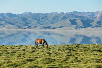 Fototapeta na wymiar horse on green shore of high altitude mountain lake. High quality photo