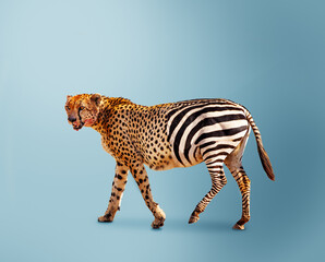 Half cheetah partially zebra predator vs herbivore - obrazy, fototapety, plakaty