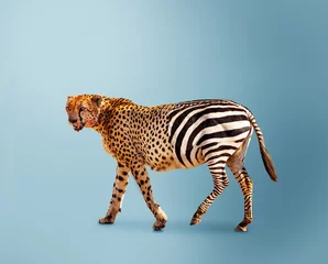 Tischdecke Halber Gepard, teilweise Zebra-Raubtier vs. Pflanzenfresser © Sergey Novikov