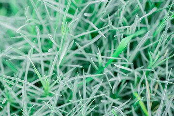 texture of green shoots ground cover flowers close-up