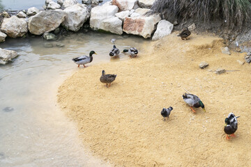 Conservation of waterbirds as their natural environment is disappearing.