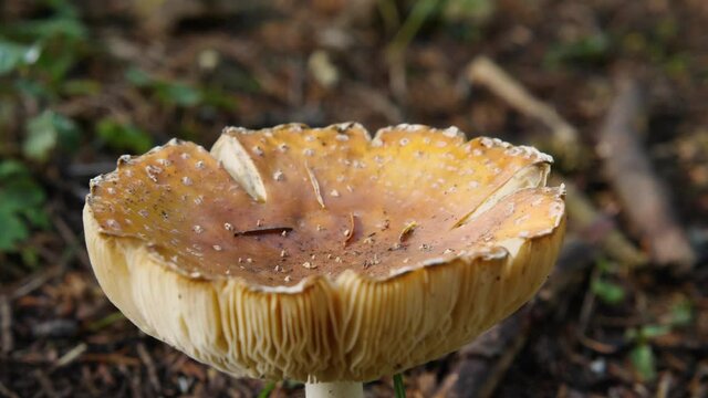 Close-up of a forest edible mushroom dewlap among pine needles and grass. The gills of the mushroom are clearly visible. The orange cap is cracked from too much moisture