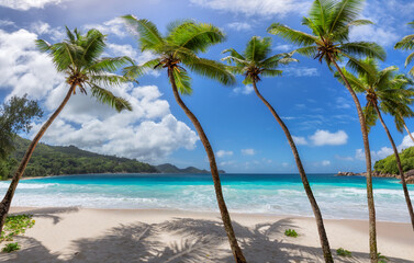 Coconut palm trees on tropical beach in paradise lagoon on island in the ocean.