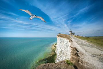 This is a view of the blue sea, Belle Tout Lighthouse, seagulls, road to the lighthouse, East Sussex, Eastbourne, England, UK.