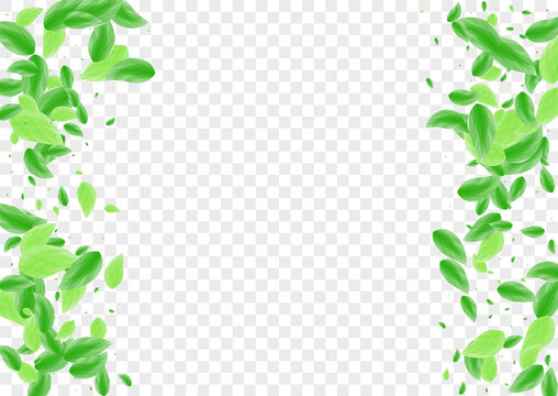 Greenish Sheet Background Transparent Vector. Leaf Herbarium Design. Life Card. Light Green Motion Illustration. Vegetation Clear.