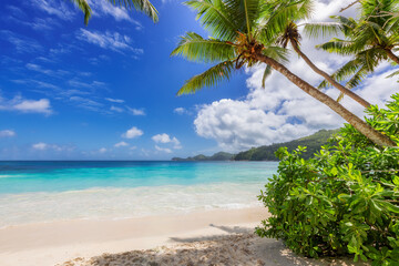 Sunny white sand beach with palm trees and tropical sea. Summer vacation and tropical beach concept.	