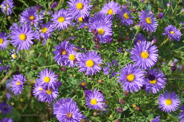 Flowers asters are a perennial, beautiful, unpretentious plant, for the garden.