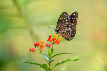 Fototapeta na wymiar Closeup a butterfly is perched on a wild flower.