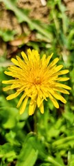 yellow dandelion flower