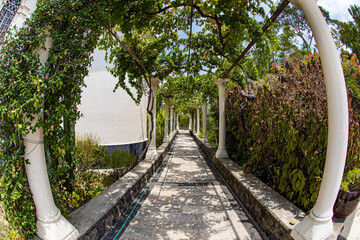 The biblical fig tree