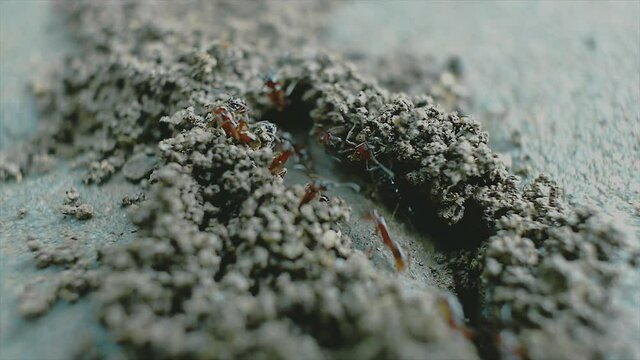 A close up view of ants building colony