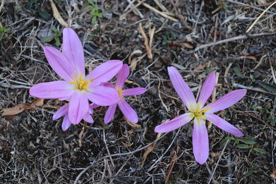 FLORES SALEN DE LA TIERRA. QUITAMERIENDAS (COLCHICUM MONTANUM)