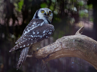 view of an owl sitting on a branch in a zoo