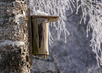 nichoir,oiseau,oiseaux,hiver,froid,gel,nature,abris,nid,glace,arbre,nature,aide,bois,abri,maison,protection,environnement