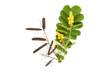 Acapulo or Senna alata ,dried fruits ,seeds,flowers and green leaves isolated on white background.top view,flat lay.