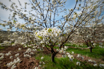 Fototapeta premium A blooming cherry orchard in spring with a selective focus on the foreground flowers.