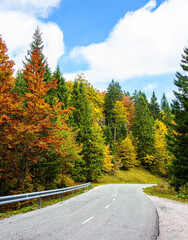 Nice paved road among autumn forest