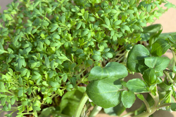 Kresse und Brunnenkresse