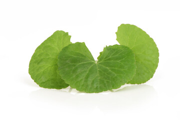 Gotu kola or Centella asiatica green leaves isolated on white background.