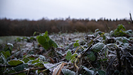 paysage d'hiver