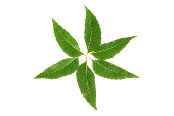 Obraz premium Neem or Azadirachta indica green leaves isolated on white background.top view,flat lay.