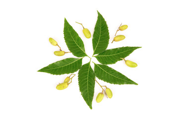 Neem or Azadirachta indica green leaves and fruits isolated on white background.top view,flat lay.