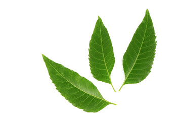 Naklejka na ściany i meble Neem or Azadirachta indica green leaves isolated on white background.top view,flat lay.