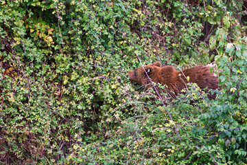 brown bear eating blackberries in the forest