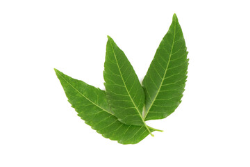 Neem or Azadirachta indica green leaves isolated on white background.top view,flat lay.