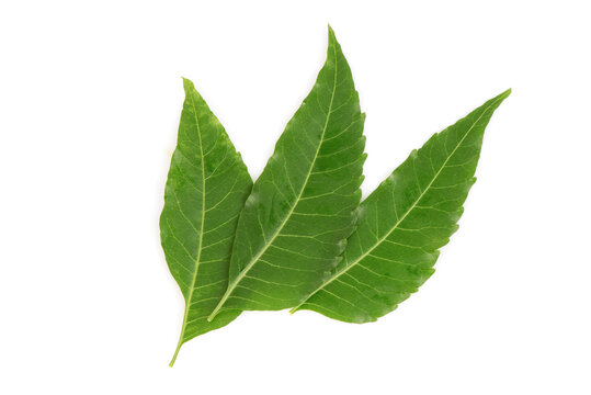 Neem or Azadirachta indica green leaves isolated on white background.top view,flat lay.