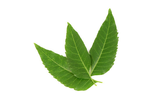 Neem or Azadirachta indica green leaves isolated on white background.top view,flat lay.