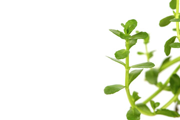 Indian pennywort or brahmi green leaves isolated on white background.