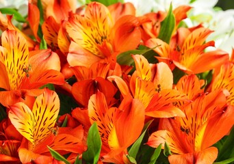 Close-up orange alstroemeria flowers. Orange flowers background. Nature orange texture. Floristry....