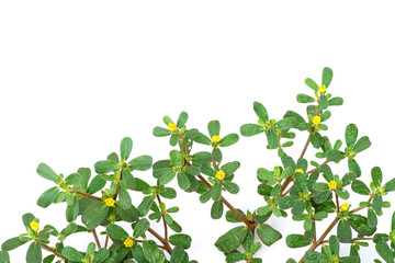 Purslane flowers and green leaves isolated on white background.top view,flat lay.