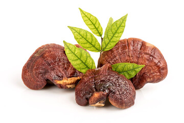 Reishi or lingzhi Mushroom isolated on white background.