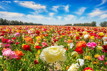 The garden ranunculus