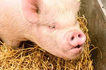 Nose of a Yorkshire, or English Large White, pig