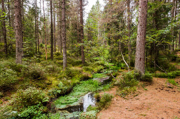 Obraz premium étang de la gruère, la gruère, See, Moorsee, Moor, Weiher, Hochmoor, Wanderweg, Spazierweg, Wald, Waldweg, Wasserpflanzen, Torfmoos, Jura, Naturschutz, Sommer, Herbst, Herbstfarben, Schweiz