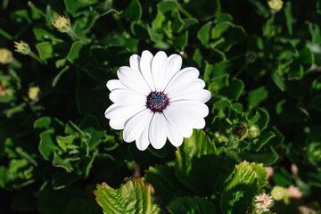 White Flower from a garden